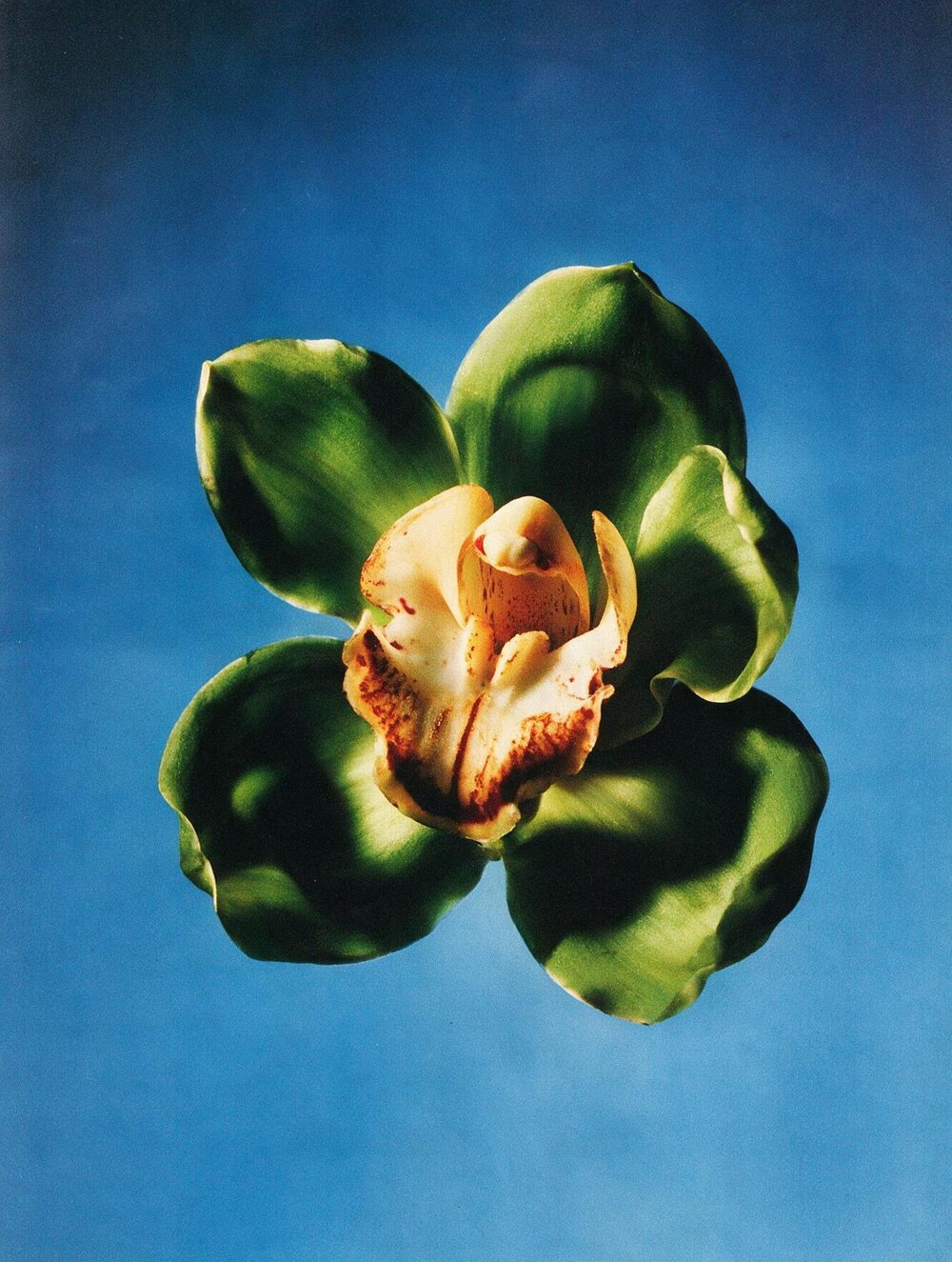 Botanical surrealism